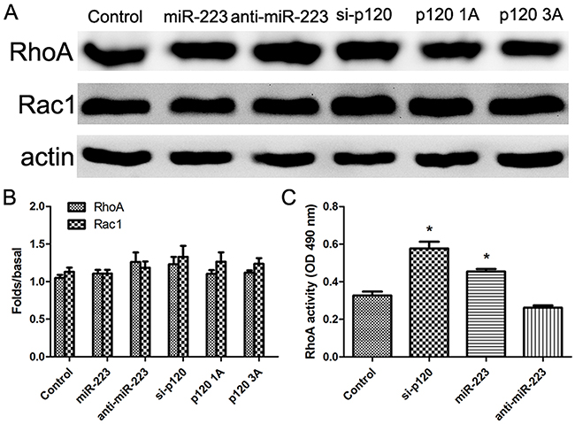 miR-223 overexpression enhances RhoA activity in LoVo cells.