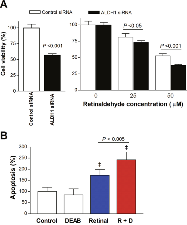 Retinaldehyde cytotoxicity under ALDH1A1 silencing and apoptosis induced by retinaldehyde.
