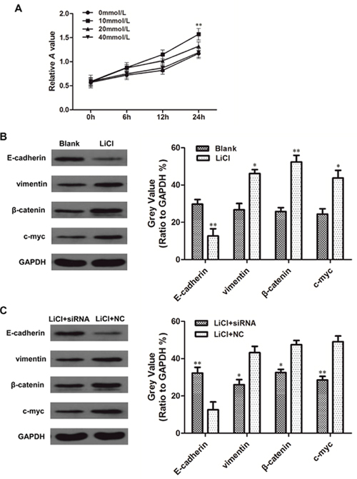 Linc-ROR promotes EMT in SKOV3 cells by activating the Wnt/&#x03B2;-catenin pathway.