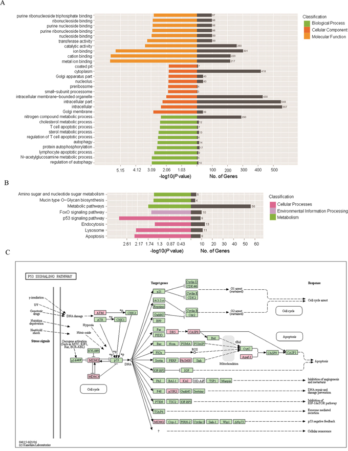 GO and KEGG pathway analysis of the differentially expressed genes.