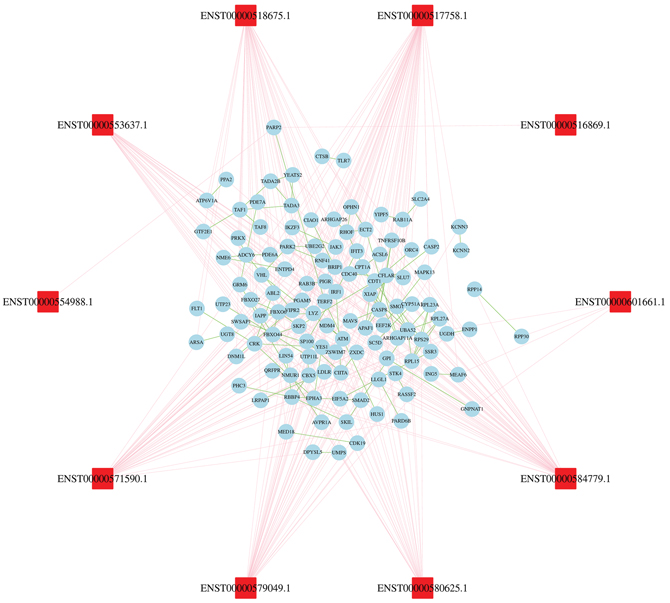 Construction of lncRNAs-proteins co-expression network.