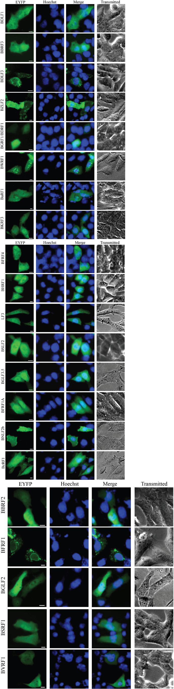 Pan-cellular localization summary of EBV-encoded proteins.