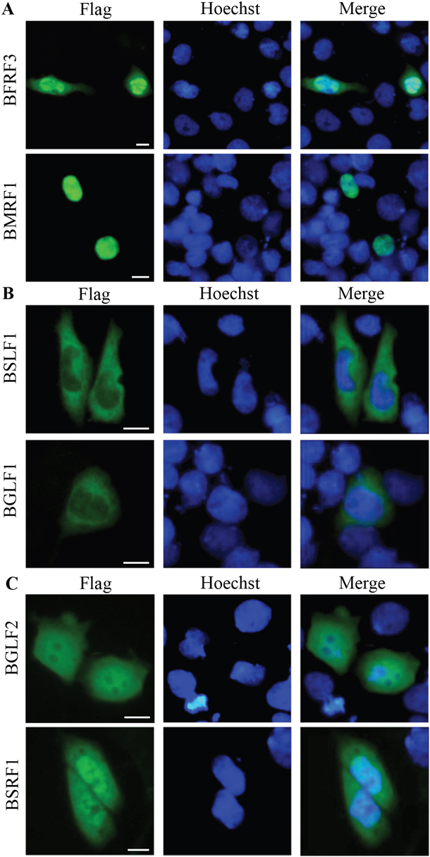 Verification the subcellular localization of some EBV representative proteins fused with Flag tag from each category (Tables 1 to 3) using IFA.