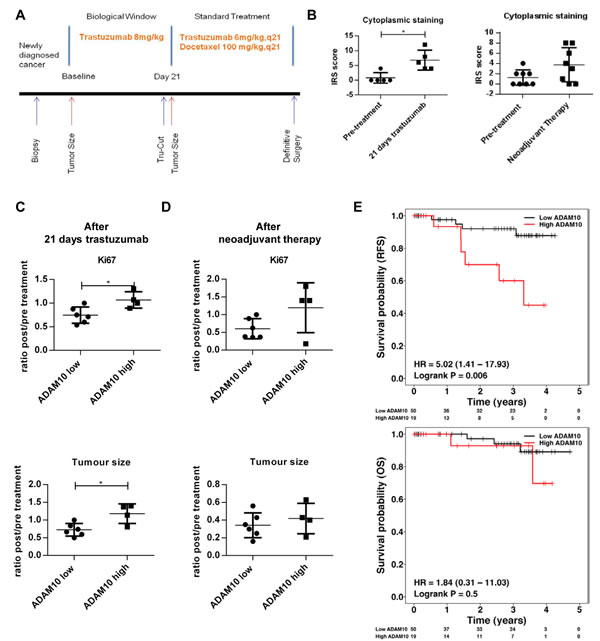 ADAM10 level is a predictive biomarker for trastuzumab response and is prognostic in a cohort of HER2 positive breast cancer patients (A) Schematic illustration of the window of opportunity study.