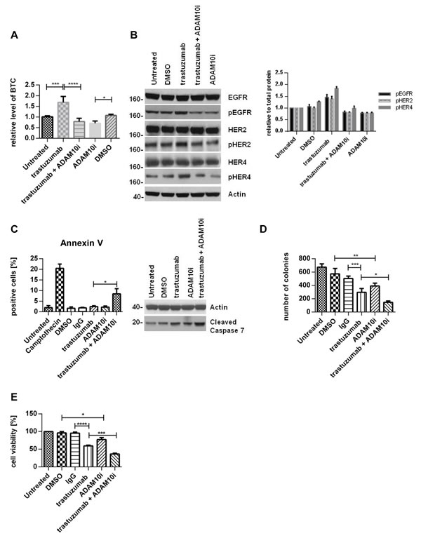 ADAM10 inhibition decreases basal and trastuzumab induced HER activation and enhances trastuzumab response SKBR3 cells were treated with 40&micro;g/ml trastuzumab, 5&micro;M ADAM10 inhibitor INCB8765 (ADAM10i), or their combination in serum-free media as indicated for 24h.