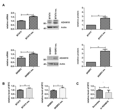 ADAM10 and betacellulin levels are increased in acquired trastuzumab resistant cells compared to na&iuml;ve cells Resistant cells were continuously treated with 40&micro;g/ml trastuzumab.