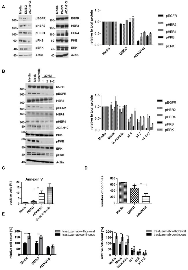 ADAM10 inhibition or knockdown decreases activation of HER receptors and cell viability in trastuzumab resistant cell lines All resistant cells were continuously treated with 40&#x3bc;g/ml trastuzumab unless otherwise stated.