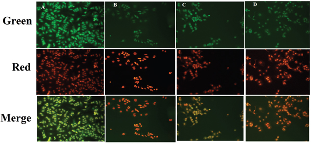 Effect of ALA on early apoptotic changes studied through AO/EtBr staining.