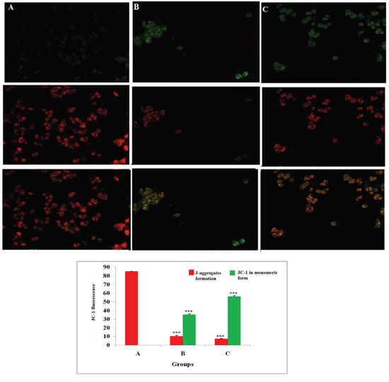 Effect of ALA on mitochondrial membrane potential (&#x0394;&#x03C8;).