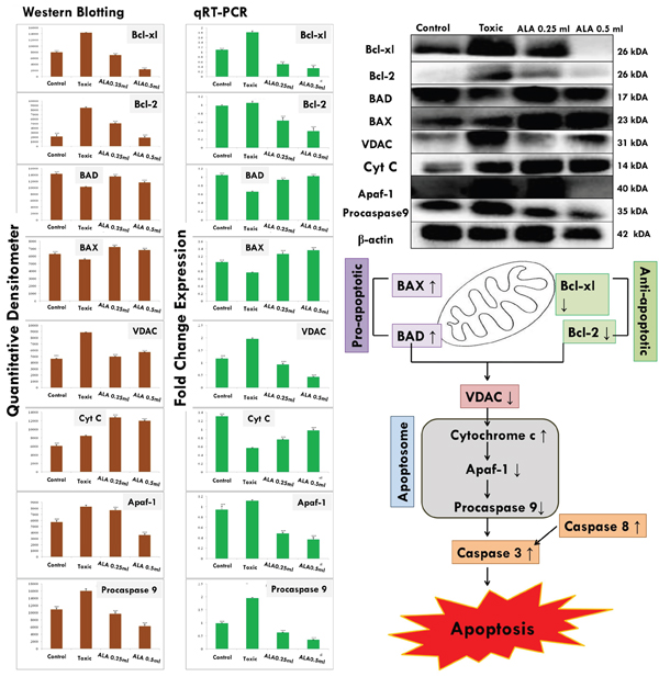 ALA mediated activation of mitochondrial associated protein signaling in mammary gland cells.