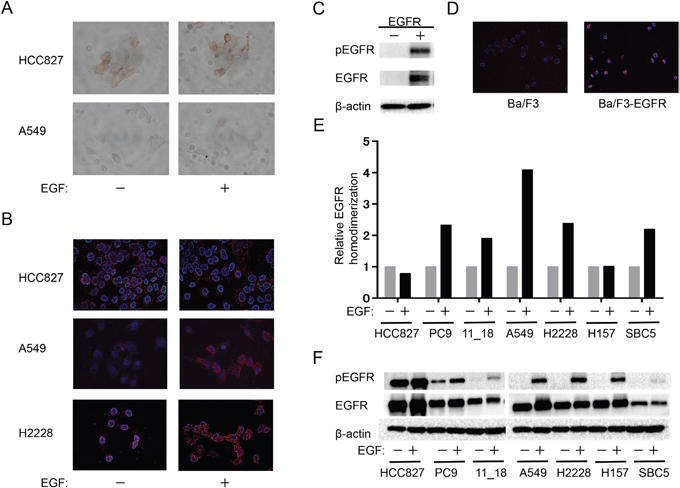 Relation between EGFR homodimerization and phosphorylation in NSCLC cell lines.