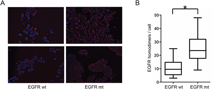 Relation between EGFR homodimerization and EGFR mutation in NSCLC tissue specimens.