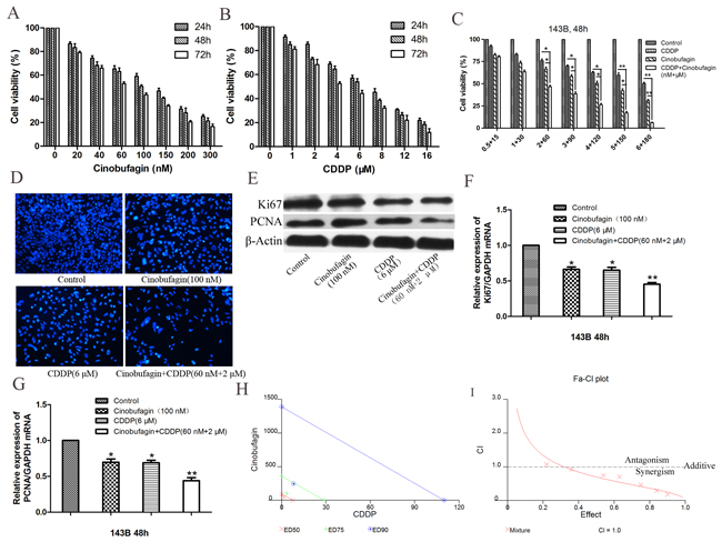 Cinobufagin synergistically enhanced cytotoxicity of CDDP in 143B cells in vitro.