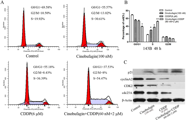 Effect of cinobufagin and CDDP alone or in combination on the cell cycle of 143B cells.