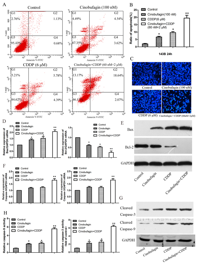 Effect of cinobufagin and CDDP alone or in combination on the cell apoptosis and caspase activation of 143B cells.
