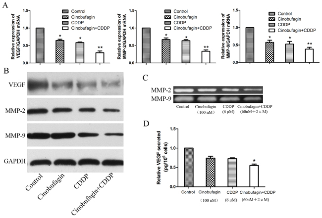 Cinobufagin and CDDP synergistically decrease the expression levels and activities of VEGF, MMP-2 and MMP-9.