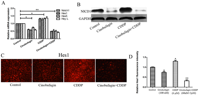 Effect of cinobufagin and CDPP alone or in combination on Notch signaling in 143B cells.