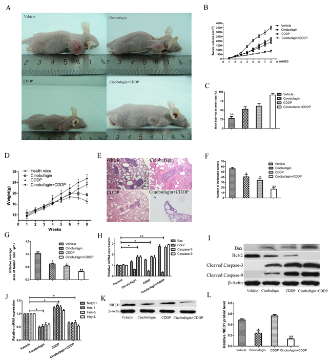 Antitumor activity of cinobufagin combined with CDPP in BALB/c-nu mice bearing 143B cells.