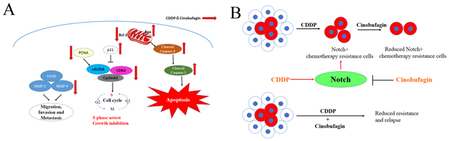 Schematic view depicting mechanisms of action of combination cinobufagin and CDDP.