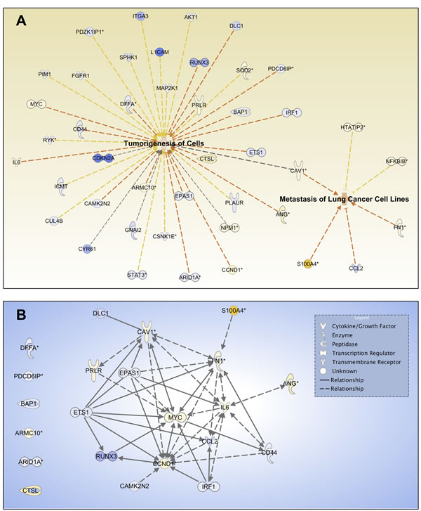 Cav-1 is a potential regulator of tumorigenesis and metastasis.