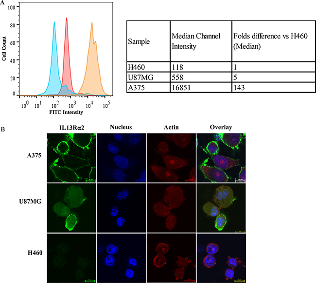 IL13R&#x03B1;2 expression in three cell lines.