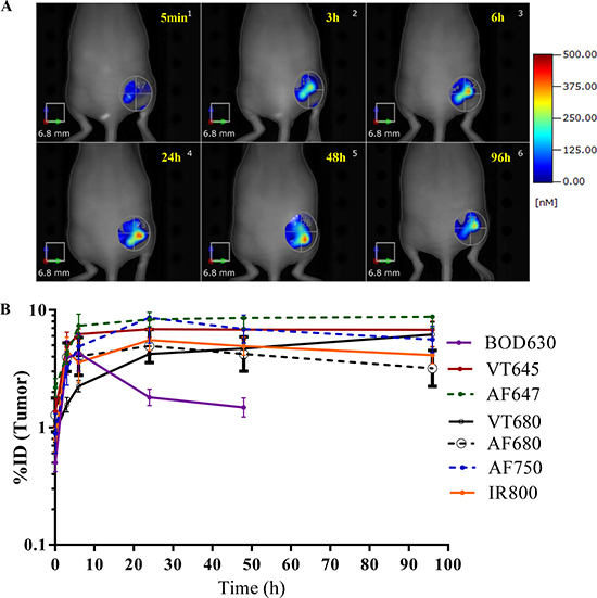 In vivo FMT imaging of the tumor.