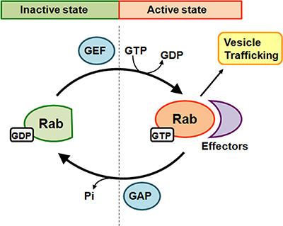 Schematic diagram of Rab GTPase cycle.