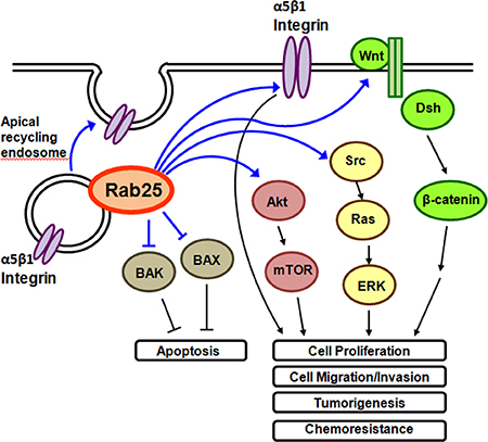 Overview of Rab25 functions in the cells.