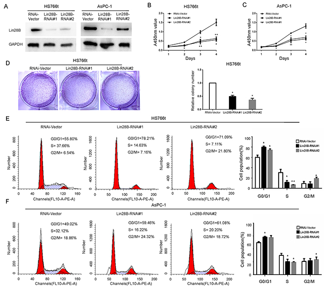 Lin28B silencing inhibits pancreatic cancer cell proliferation and induces cell cycle arrest.