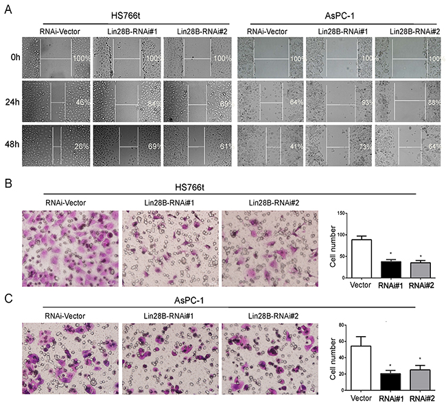 Lin28B silencing inhibits pancreatic cancer cell migration.