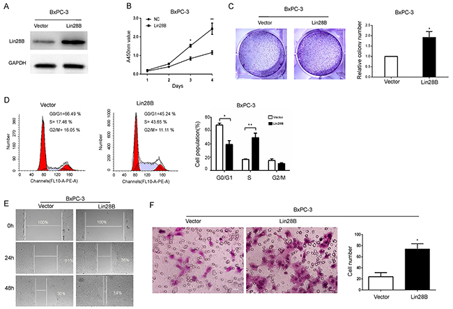 Lin28B promotes the aggressive phenotype of pancreatic cancer cells.