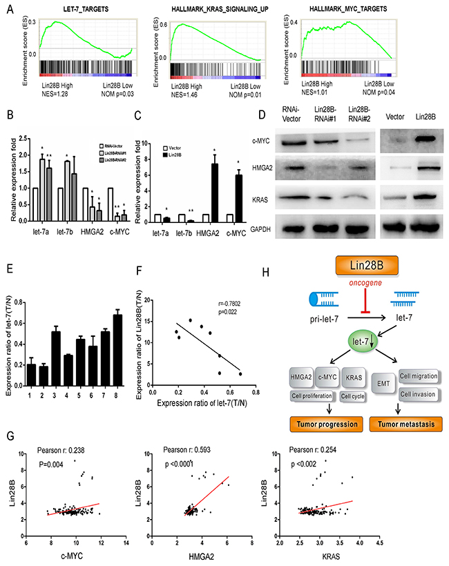 Lin28B overexpression decreases let-7 levels and activates oncogenic pathways.