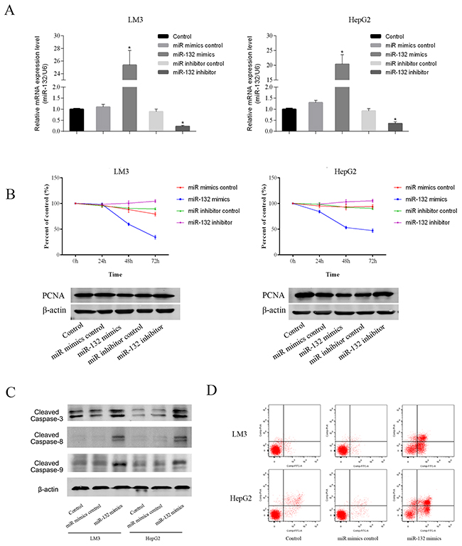 Effect of miR-132 on cell proliferation and apoptosis.