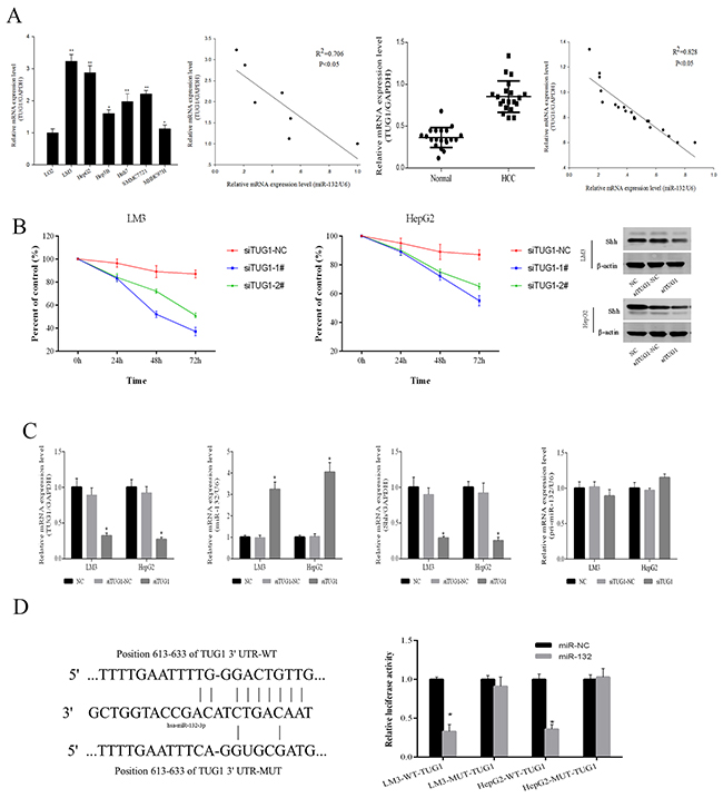 TUG1 affects Shh protein expression by targeting miR-132.