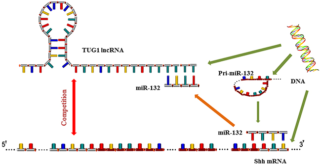 Mechanism of TUG1 and miR-132 action.