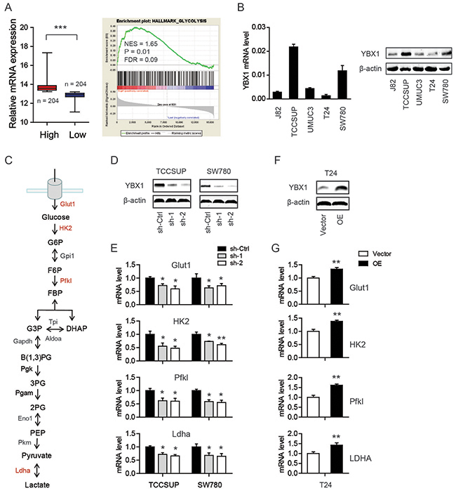 YBX1 is involved in the glycolytic phenotype of bladder cancer cells.