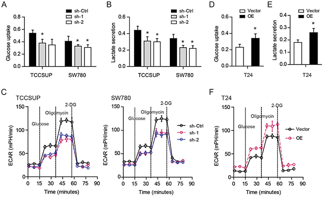 YBX1 promotes glycolysis in bladder cancer cells.