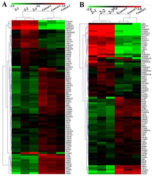 Relative expression profiles of 89 genes in HepG2 cells after being treated with 2 (7.0 &#x03BC;M) for 24 h.