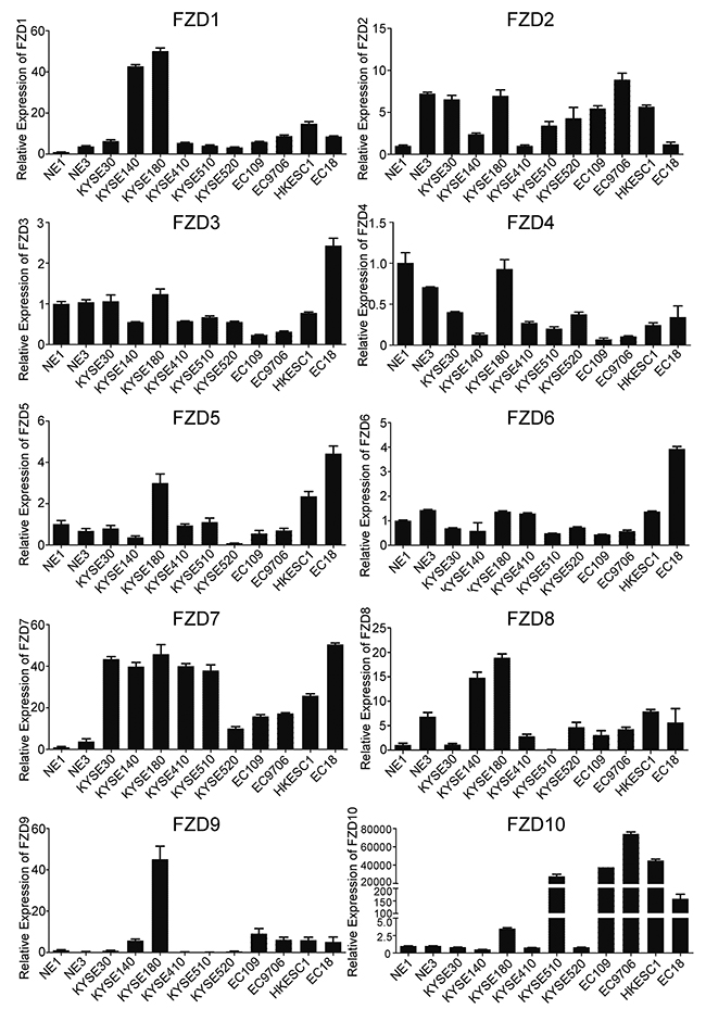 Screening of 10 human FZDs mRNA expression in ESCC.