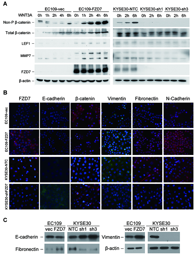 FZD7 enhances the activity of canonical WNT/&#x03B2;-catenin signaling with the presence of WNT3A protein and induces EMT.