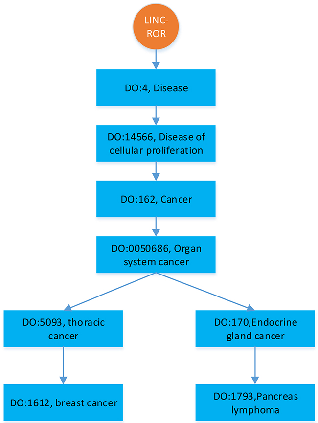 An illustration of hierarchically structured diseases associated with LINC-ROR.