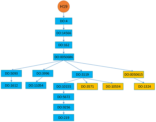 Diseases associated with lncRNA H19.