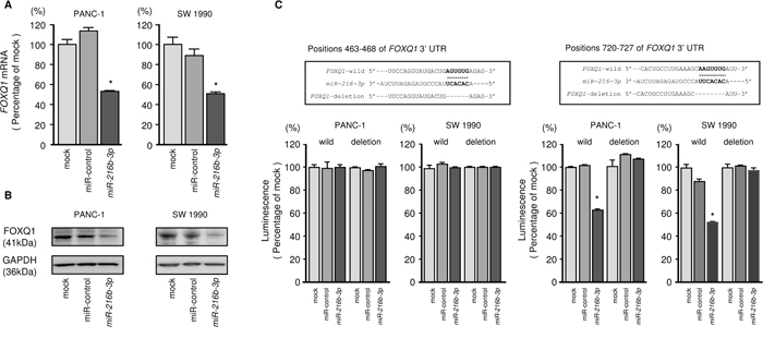 Direct regulation of FOXQ1 by miR-216b-3p in PDAC cells.