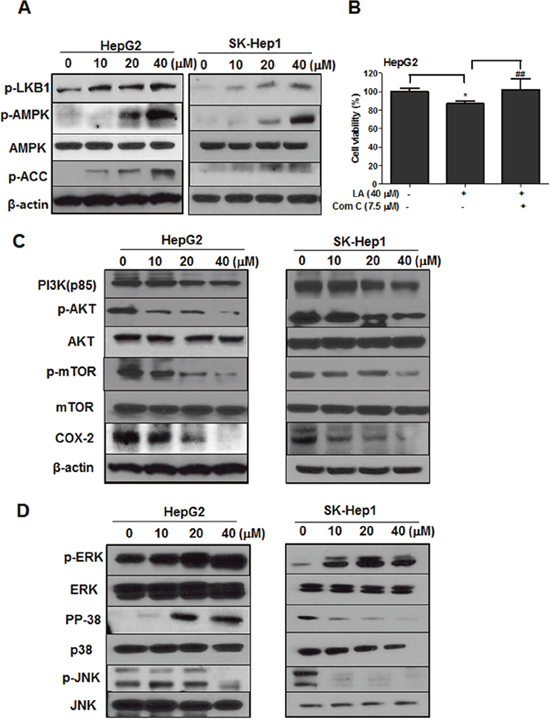 Effect of LA on AMPK and its related proteins in HCC cells.