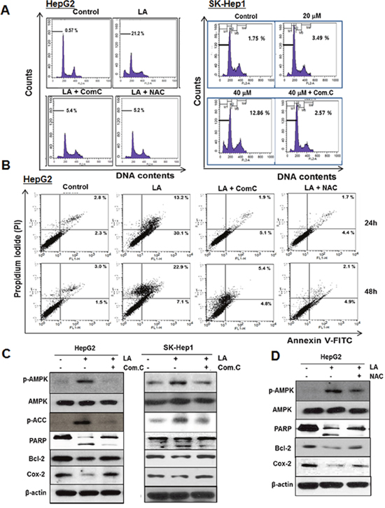 ROS and AMPK signalings mediate LA induced apoptosis in HCC cells.