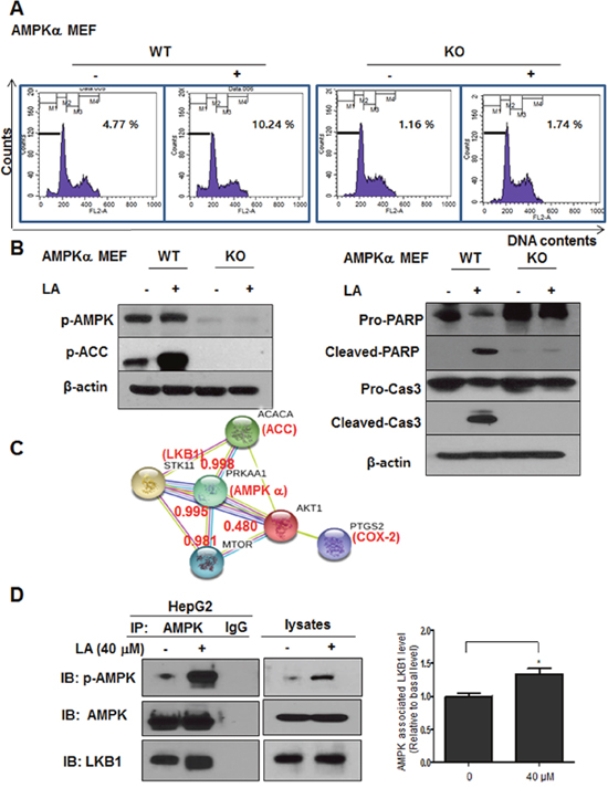 The critical role of AMPK in LA induced apoptosis in MEF cells and its interaction proteins.