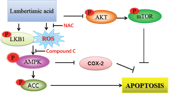 The schematic diagram for LA induced apoptosis via phosphorylation of LKB1/AMPK/ACC, ROS production and inhibition of p-AKT/mTOR signaling.