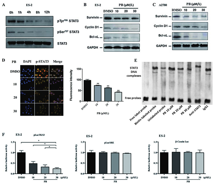 Physapubescin B inhibited STAT3 signaling in OC cells.