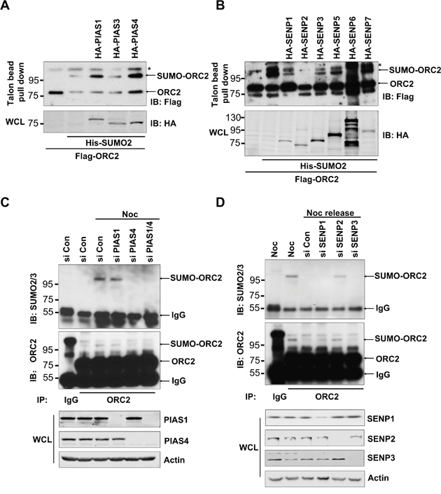 Cell-cycle regulated ORC2 SUMOylation by PIAS4 and SENP2.