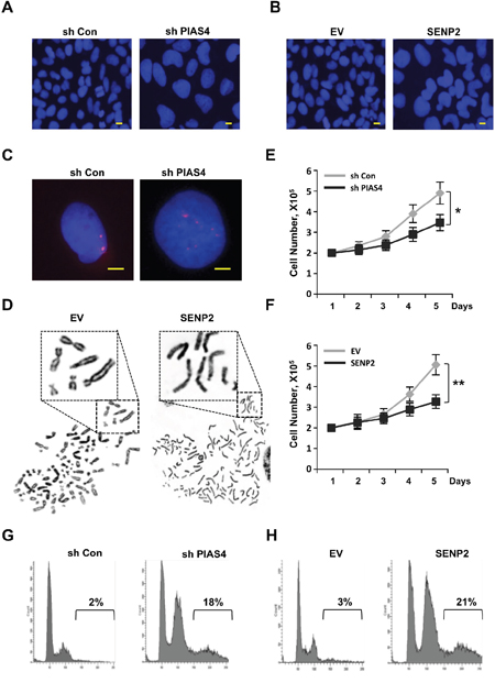 Deregulated expression of PIAS4 or SENP2 results in abnormal mitotic cycle.